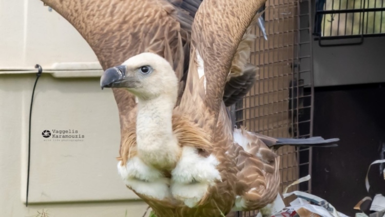 Ρέθυμνο: Έξι γύπες επέστρεψαν στο φυσικό τους περιβάλλον, δείτε βίντεο από την απελευθέρωσή τους