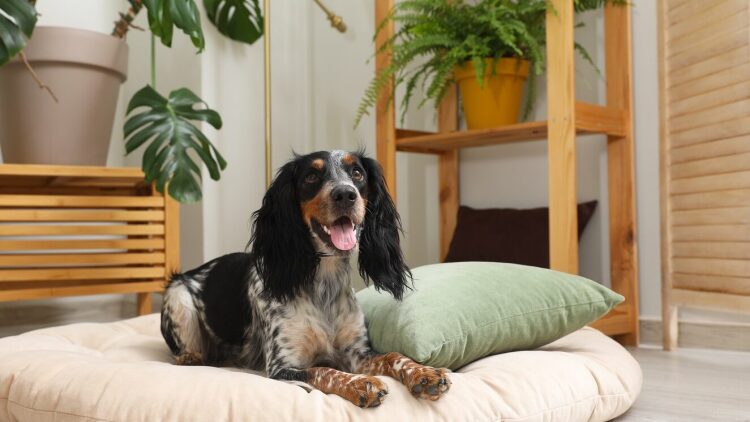 Πώς θα μάθει ο σκύλος μας να ξαπλώνει στο κρεβατάκι του μέσα στο σπίτι