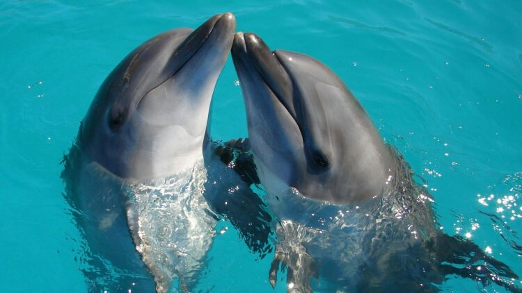 Τα 6 πιο καθαρά ζώα στον πλανήτη – Το τελευταίο θα σας εκπλήξει