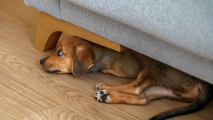 Πυροτεχνήματα το Πάσχα: Πώς να παραμείνει ήρεμος ο σκύλος σας