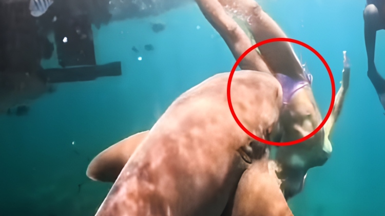 Βραζιλία: Καρέ-καρέ η στιγμή που καρχαρίας αρπάζει από το πόδι τουρίστρια μόλις βουτά στη θάλασσα, δείτε βίντεο
