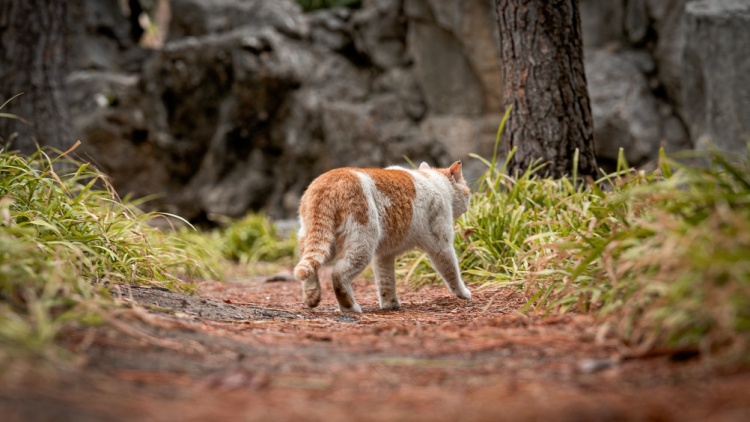 Γάτος που εξαφανίστηκε πριν επτά χρόνια ξανάσμιξε με την οικογένειά του μετά από ταξίδι... 4.000 χιλιομέτρων