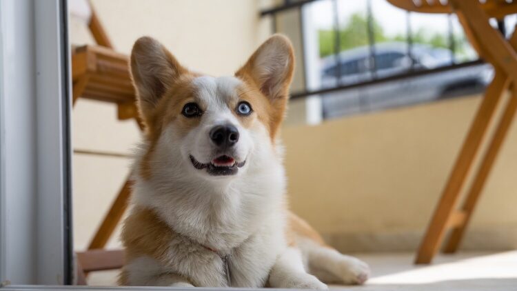 Οι λόγοι που ο σκύλος μας γαβγίζει στους περαστικούς από το μπαλκόνι