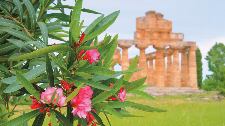 Πόλεμος για το «ξήλωμα» της πικροδάφνης από σχολεία, πεζοδρόμια και πλατείες - Αντιδρούν περιβαλλοντολόγοι, επιμένουν οι γιατροί