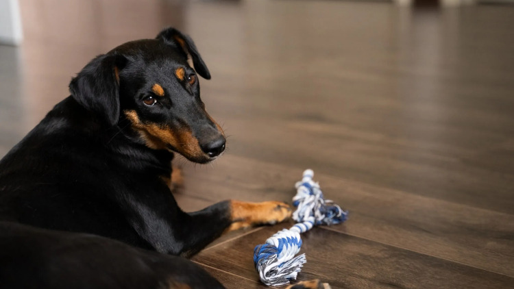 Ο συγκινητικός λόγος που ο σκύλος σας δεν θέλει να μένει μόνος