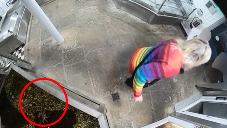 Δικαστική περιπέτεια για ακτιβίστρια: Έκλεψε αστακό από εστιατόριο και τον έριξε στη θάλασσα, «τον είχα 2,5 χρόνια», λέει ο ιδιοκτήτης