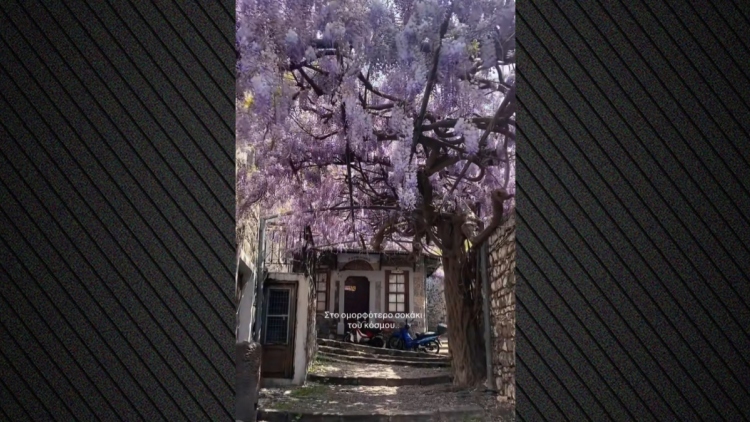 Πού βρίσκεται το μωβ σοκάκι της Ελλάδας που έχει μαγέψει τους επισκέπτες