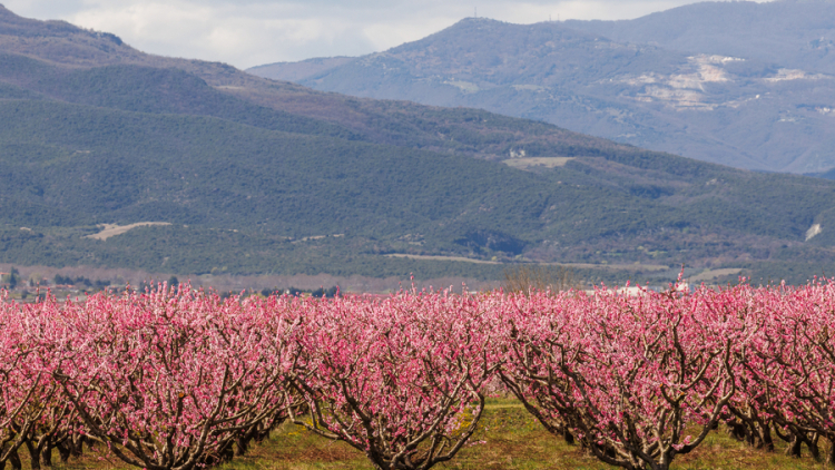 Αφιέρωμα της Welt στις ανθισμένες ροδακινιές της Βέροιας: «Ένα εντυπωσιακό ανοιξιάτικο πανόραμα»