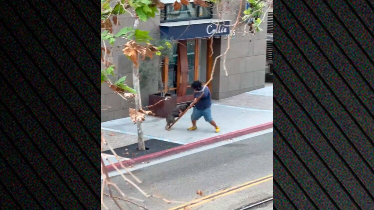 Εντυπωσιακή σύλληψη άνδρα με τη βοήθεια σκύλου Κ9 της Αστυνομίας στο Σαν Ντιέγκο, δείτε βίντεο