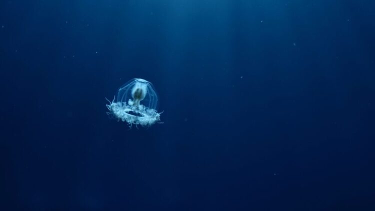 Γνωρίστε το μοναδικό αθάνατο ζώο στον κόσμο- Δεν διαθέτει εγκέφαλο και καρδιά