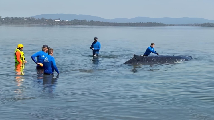 Δύσκολη επιχείρηση διάσωσης 24 ωρών στην Αυστραλία: Φάλαινα 12 τόνων εγκλωβίστηκε σε ρηχά νερά, δείτε βίντεο