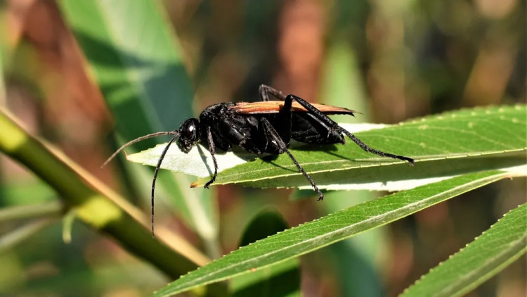 Ποιο είναι το πιο οδυνηρό τσίμπημα στη φύση; Οι επιστήμονες απαντούν