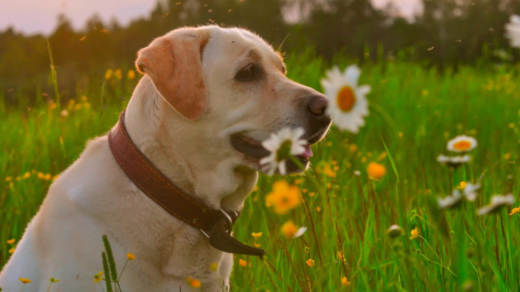 Ποιες είναι οι διαφορές σκνίπας και κουνουπιού; Ποιο από τα δύο είναι πιο επικίνδυνο για τον σκύλο μας