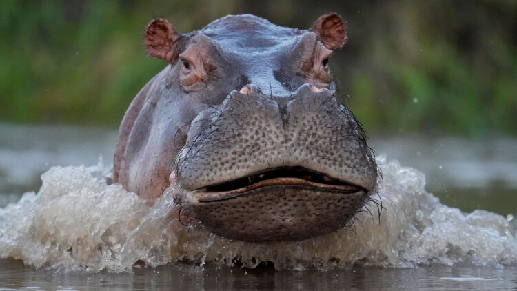 Κανείς δεν θέλει τους ιπποπόταμους του Πάμπλο Εσκομπάρ: Η ευθανασία ως μόνη λύση, η οικολογική απειλή και οι ακτιβιστές που αντιδρούν
