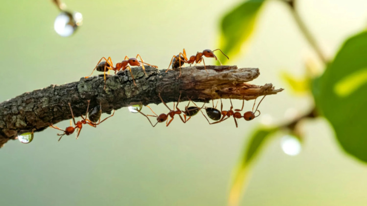 7 εντυπωσιακά πράγματα για τα μυρμήγκια που ίσως δεν γνωρίζατε