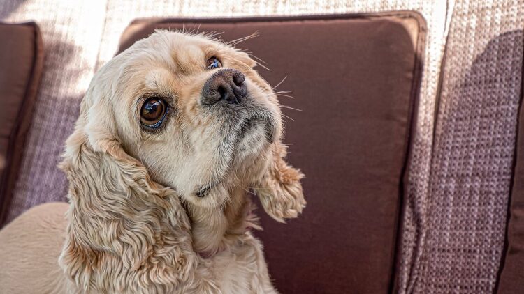 Έχουν τα ζώα σκέψεις και συναισθήματα; Ποια πενθούν, ποια νιώθουν αγάπη και ποια είναι τα πιο έξυπνα
