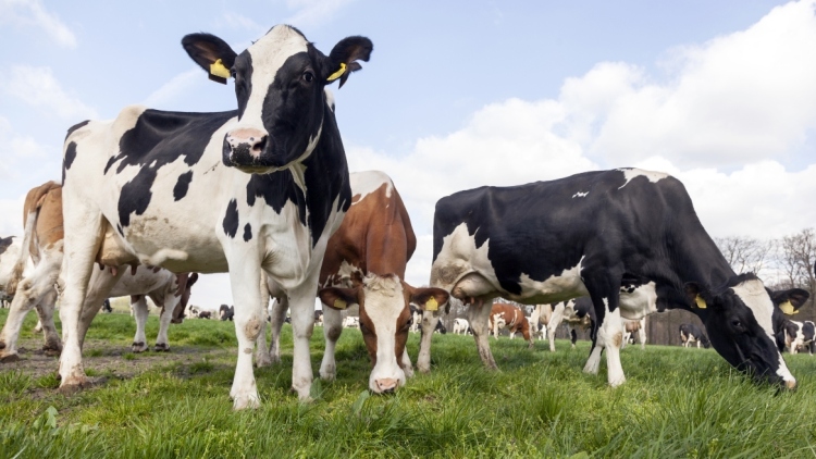 Σε αδιέξοδο τα τυροκομεία στη Λέσβο: Έκκληση για άμεση μεταφορά γαλακτοκομικών και αποζημιώσεις