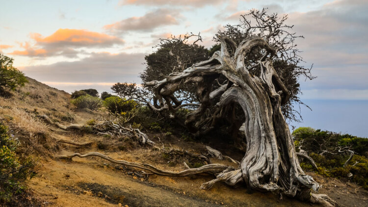 Η ιστορία ενός δέντρου 5.000 ετών που κόπηκε και άλλαξε για πάντα την επιστήμη