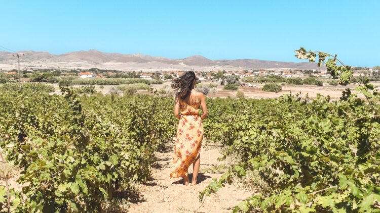 Τα κρασιά της Λήμνου, από τον Όμηρο μέχρι σήμερα
