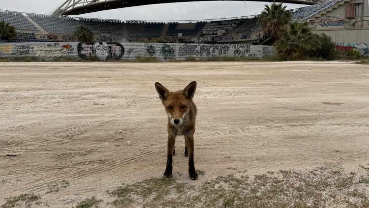 Αλεπού βγήκε... βόλτα στο Παλαιό Φάληρο, ανέβηκε και σε παρμπρίζ αυτοκινήτου, δείτε βίντεο
