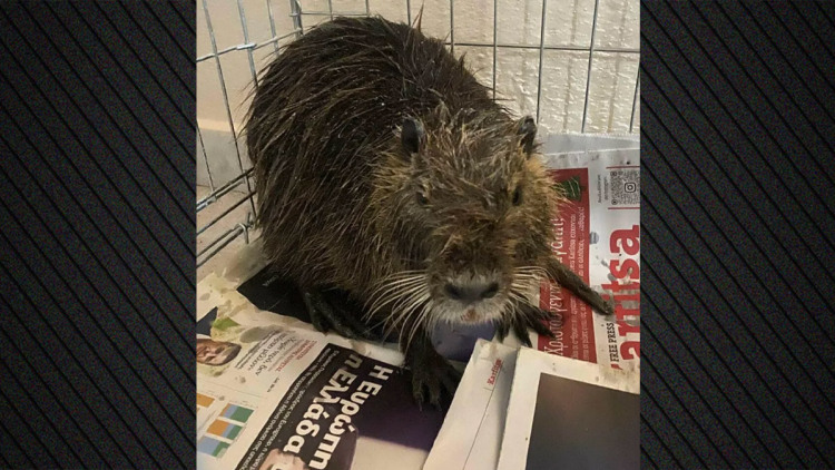 Μυοκάστορας του γλυκού νερού εντοπίστηκε στην παραλία της Επανομής, δείτε βίντεο