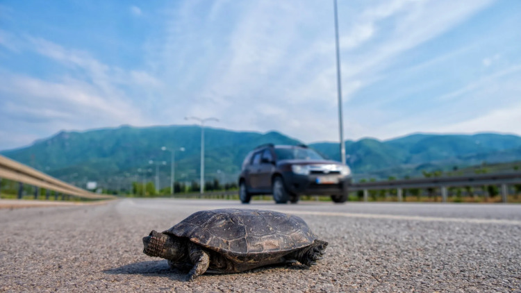 Τι να κάνετε και τι όχι αν συναντήσετε μια χερσαία χελώνα στο δρόμο - Τι πρέπει να γνωρίζετε για αυτό το ερπετό