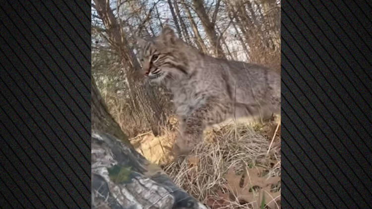 Ερυθρός λύγκας επιτέθηκε σε κυνηγό που είχε στήσει καρτέρι σε γαλοπούλες στο Ουισκόνσιν, δείτε βίντεο