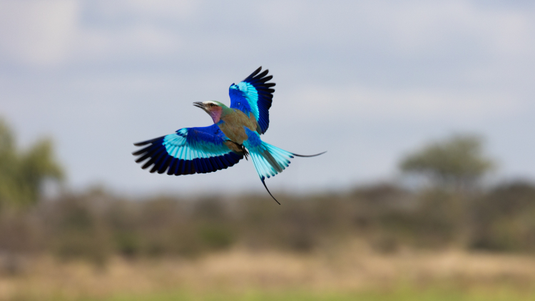 Χαλκοκουρούνα: Το τροπικό πουλί της Ελλάδας που, αν το δείτε, δεν το ξεχνάτε ποτέ