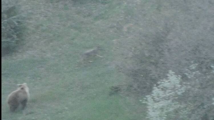 Αρκούδα καταδίωξε λύκο για να προστατεύσει το μικρό της στη Βάλια Κάλντα, δείτε βίντεο