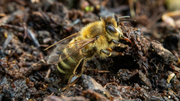 Γυναίκα που έκοψε δρόμο για να πάει στη δουλειά της ανακάλυψε 5,5 εκατομμύρια σπάνιες μέλισσες κάτω από νεκροταφείο στις ΗΠΑ