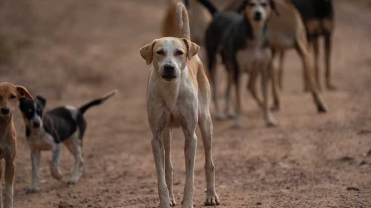 Μάρσα Δημοπούλου: Οι αντιλήψεις των ανθρώπων στην Ελλάδα, απέναντι στα ζώα, παραμένουν απαρχαιωμένες