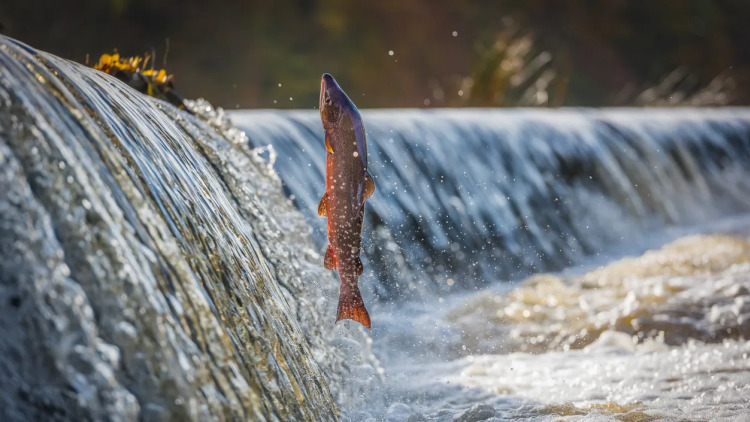 Η ρύπανση από κοκαΐνη των υδάτων επηρεάζει τη συμπεριφορά των σολομών – Μελέτη αποκαλύπτει
