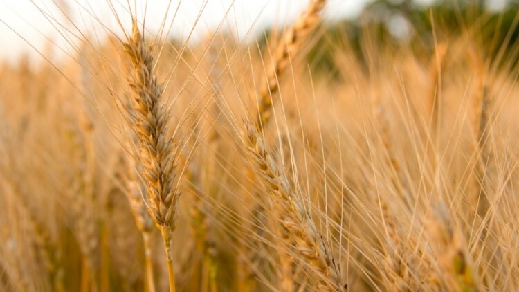 Ράλι στο σιτάρι μετά την καταστροφή καλλιεργειών στις ΗΠΑ από ξηρασία