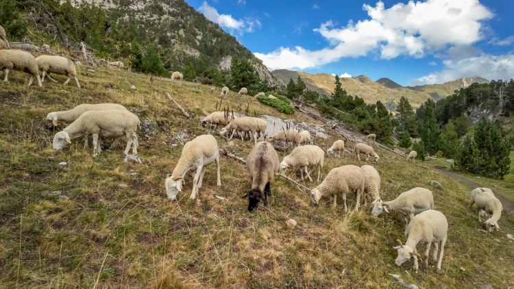 Κρήτη: Δύο αδέρφια επιτέθηκαν σε 36χρονο με μαχαίρι επειδή τους κατηγόρησε ότι τα ζώα τους μπαίνουν στο χωράφι του