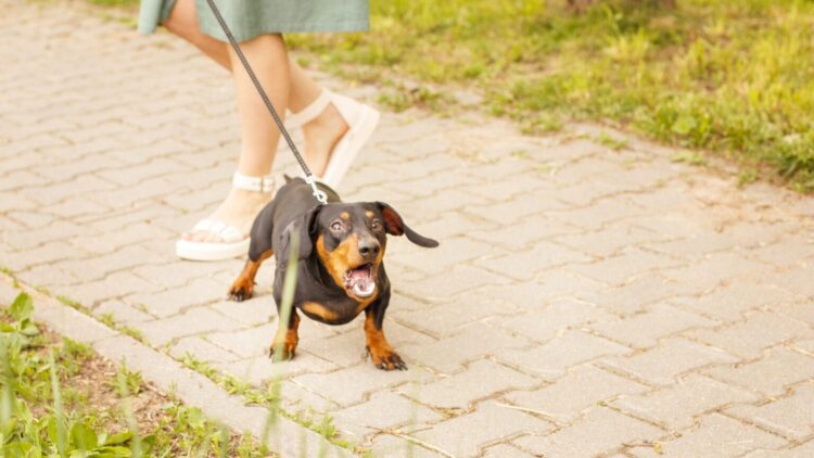 Γιατί ο σκύλος σας γαβγίζει στους ανθρώπους κατά τη διάρκεια της βόλτας