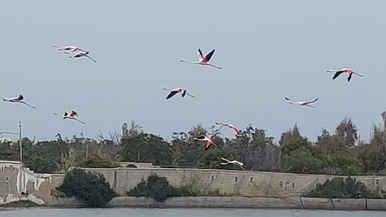 Εντυπωσιακό βίντεο: Πολύχρωμα φλαμίνγκο πέταξαν και χρωμάτισαν τον ουρανό της Πάρου