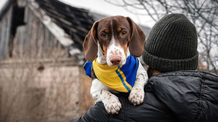 Γιατί οι άνθρωποι ρισκάρουν τη ζωή τους για να σώσουν κατοικίδια ζώα στον πόλεμο; Τι λέει η ψυχολογία
