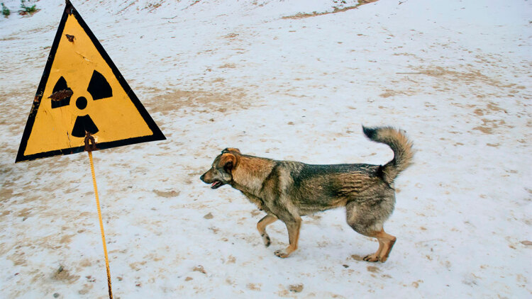 Οι επιστήμονες αναλύουν το μεγαλύτερο παράδοξο στο Τσερνόμπιλ: «Είναι πολύ καλύτερα από ό,τι πριν»