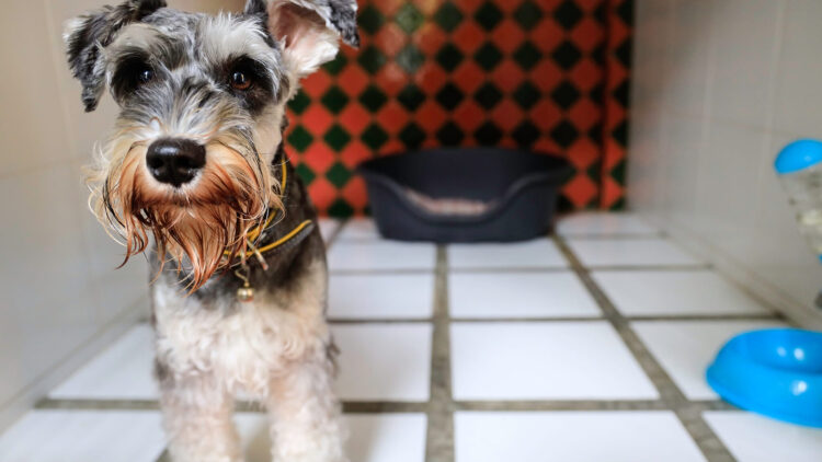 4 σημαντικά πράγματα που πρέπει να κάνετε πριν αφήσετε τον σκύλο σας για πρώτη φορά σε φιλοξενία