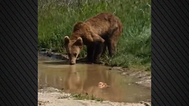 Αρκουδάκι εμφανίστηκε στη μέση του δρόμου στην Εορδαία, δείτε βίντεο