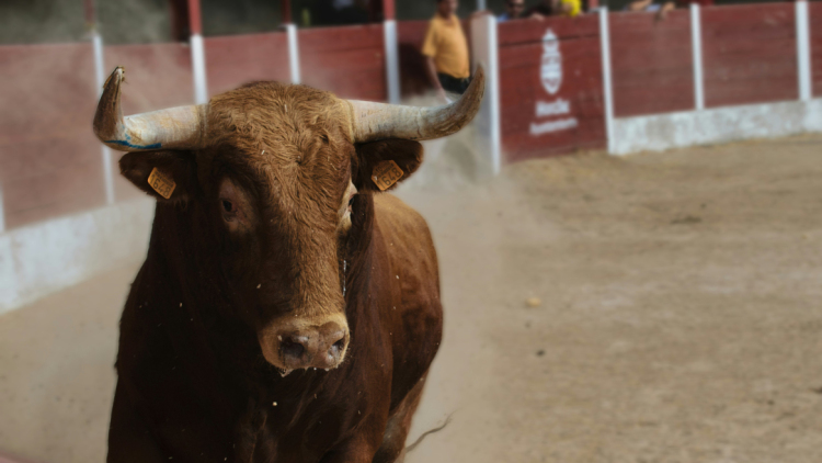 Ταύρος επιτέθηκε και σκότωσε 33χρονο ιδιοκτήτη ράντζου σε φεστιβάλ της Ανδαλουσίας, σοκαριστικό βίντεο

