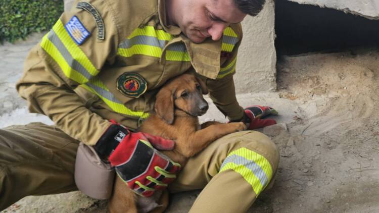 Κουτάβι έπεσε σε φρεάτιο στη Σκύδρα και πυροσβέστες το απεγκλώβισαν