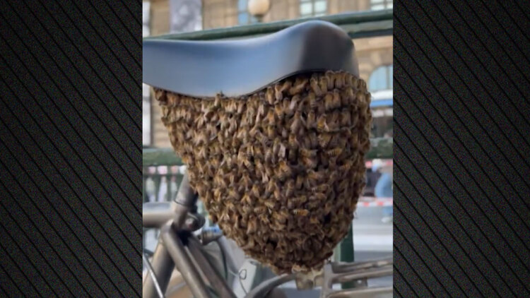 Δείτε βίντεο: Χιλιάδες μέλισσες έκαναν φωλιά σε σέλα ποδηλάτου στο Παρίσι