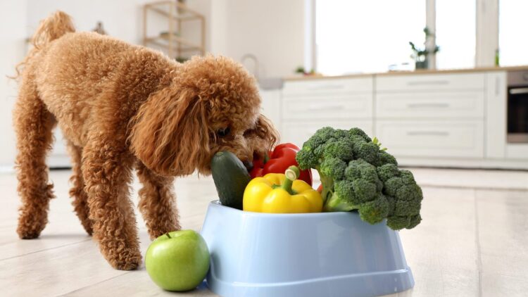Τα ανοιξιάτικα superfoods που θα λατρέψει ο σκύλος σας