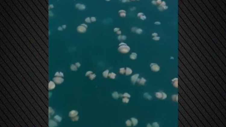 Τεράστια σμήνη από μέδουσες έως 20 μέτρα βάθος στον Κόλπο της Τεργέστης, δείτε βίντεο από drone