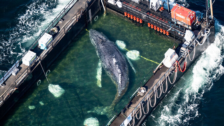 Βίντεο: Ξεκίνησε το ταξίδι του Τίμι προς την ελευθερία, σε εξέλιξη η διάσωση φάλαινας