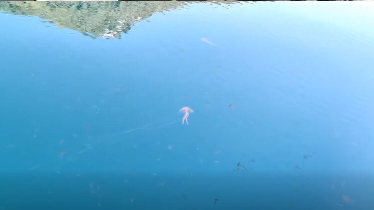 Γέμισε καφέ και μωβ μέδουσες ο Ευβοϊκός, δείτε βίντεο