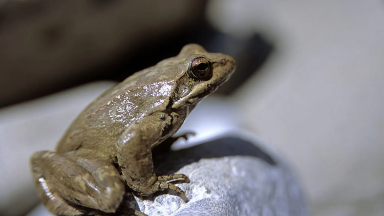 Βάτραχος της Καρπάθου: Ο νησιώτης πρίγκιπας που παλεύει για την επιβίωσή του