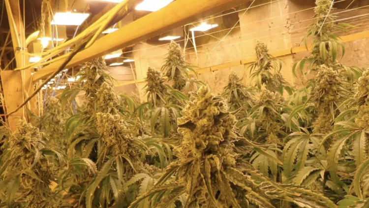 Η βουλγαρική αστυνομία ανακάλυψε παράνομη μονάδα παραγωγής κάνναβης μέσα σε πρώην ορυχείο