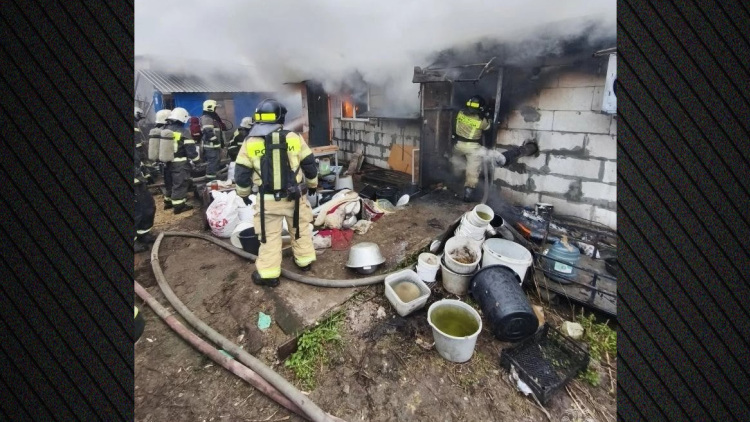 Πυρκαγιά σε εκτροφείο σκύλων στη Ρωσία σκότωσε 200 τσιουάουα
